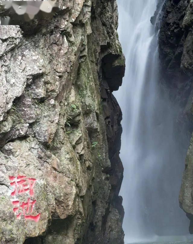 救援达尔马提亚狗